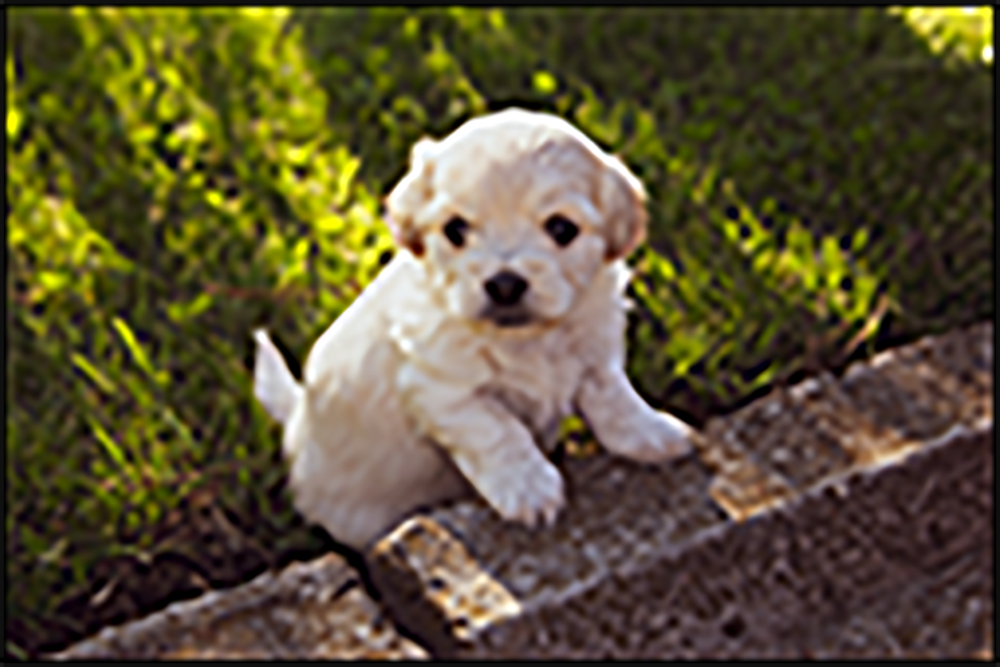 Pixelated image of a cute puppy.