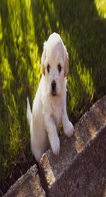 A distorted image of a puppy dog.