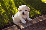 Thumbnail image of a cute puppy.